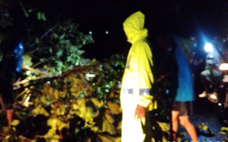 POHON TUMBANG DI JALAN PANTURA SUBOH, ARUS LALU LINTAS SEMPAT MACET