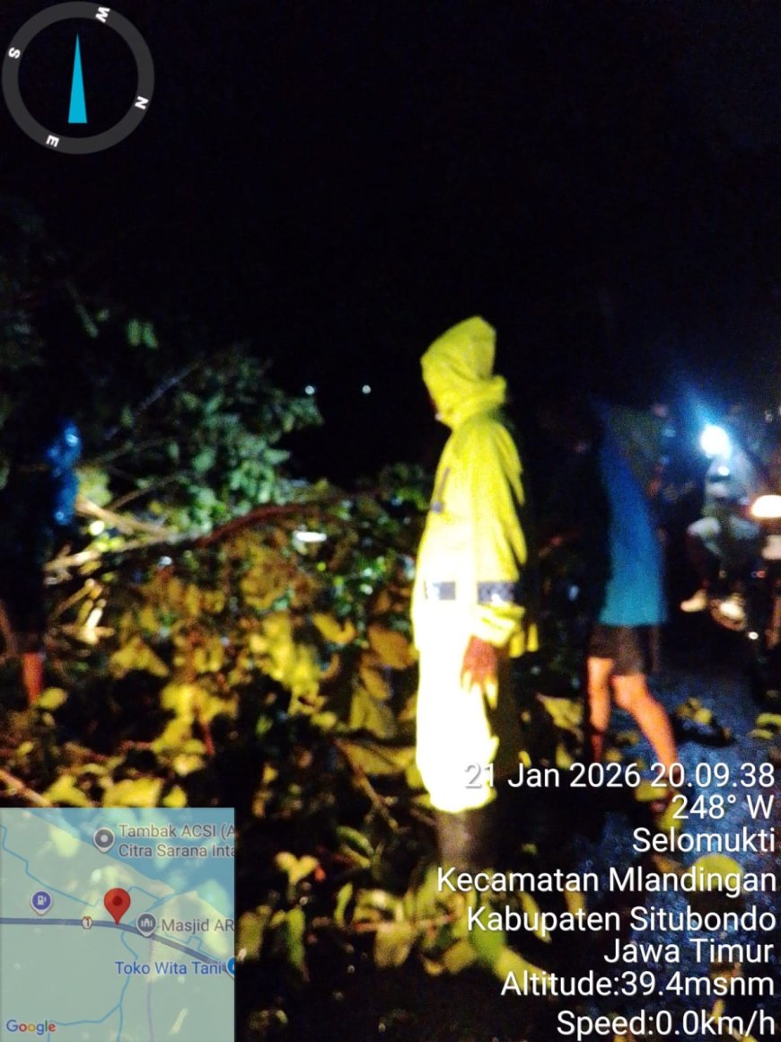 POHON TUMBANG DI JALAN PANTURA SUBOH, ARUS LALU LINTAS SEMPAT MACET