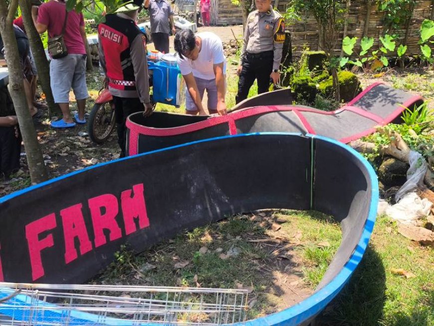 Respons Laporan Warga, Polres Situbondo Bubarkan Judi Sabung Ayam di Panarukan