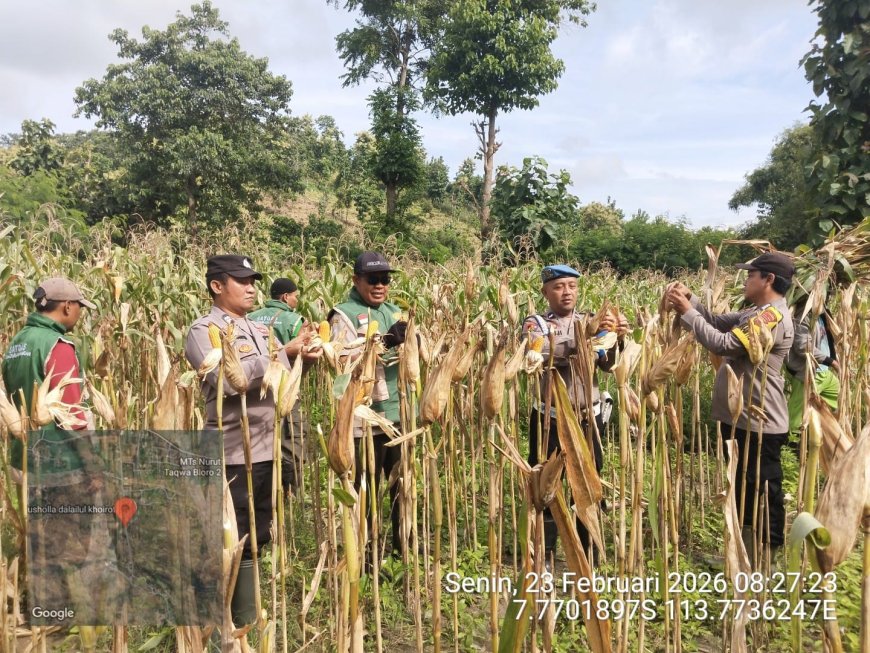 POLSEK MLANDINGAN DUKUNG SWASEMBADA PANGAN MELALUI KEGIATAN UBINAN JAGUNG DI SUMBER PINANG