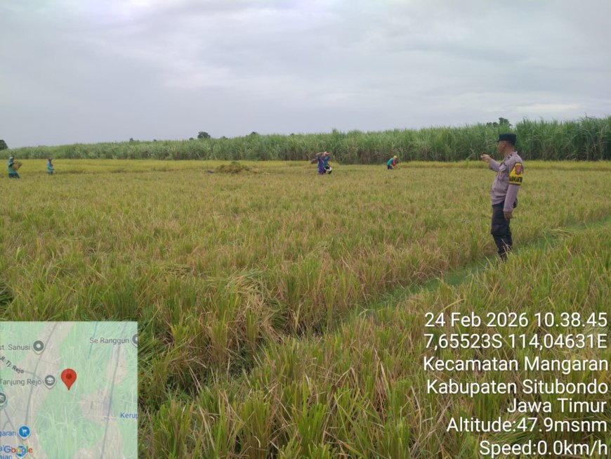 Polsek Mangaran Dukung Program Asta Cita Presiden, Bhabinkamtibmas Aktif Dampingi Petani Jagung di Tanjung Glugur