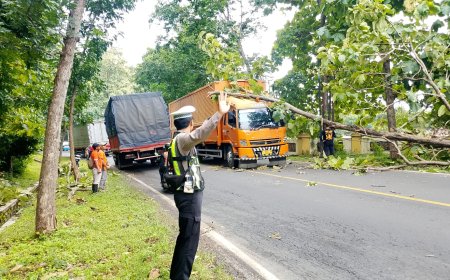 Personil Lantas Polsek Banyuputih Melaksanakan Pengaturan Lalu lintas dan Evakuasi Pohon Tumbang di Jalan Pantura TN Baluran