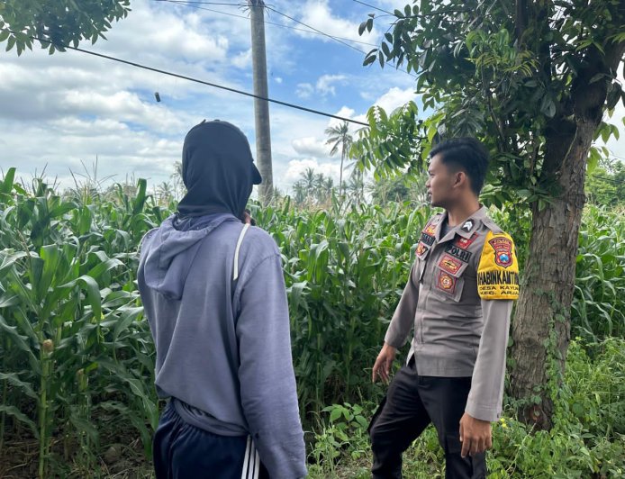 Polsek Arjasa Dukung Asta Cita Presiden, Monitoring Tanaman Jagung di Desa Arjasa