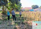 Polsek Banyuglugur Ajak Petani Terus Tingkatkan Budidaya Jagung Demi Sukseskan Program Asta Cita Presiden
