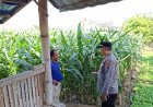 Kapolsek Asembagus Dampingi Petani Jagung, Dukung Program Ketahanan Pangan Nasional melalui Asta Cita Presiden